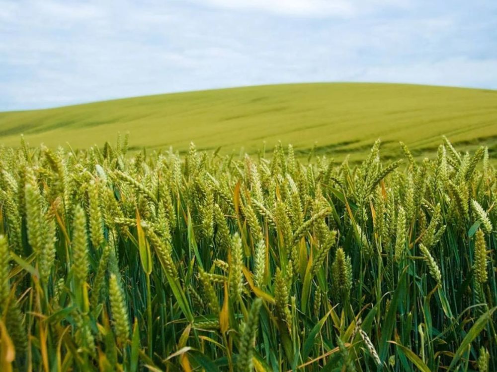 С 1 мая по 31 октября 2025 года проводится эксперимент по цифровизации перевозок зерна с использованием ГИС ЭПД