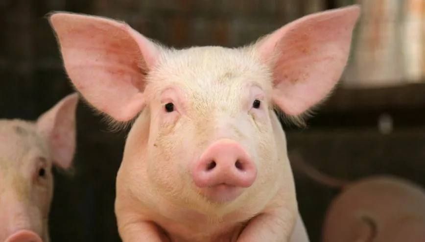 Минсельхоз России приказом от 11.03.2025 № 141 утвердил новые ветеринарные правила перемещения свиней и кормов для них автомобильным транспортом