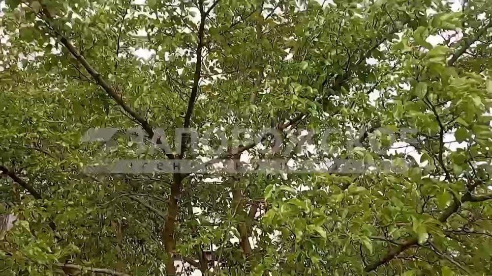 В Энергодаре зреют сочные дары природы