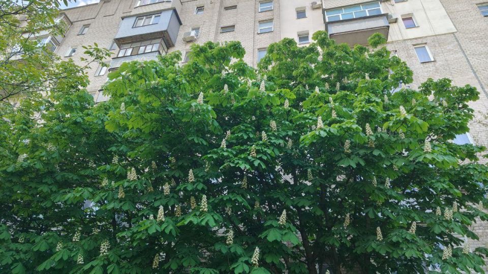 Дождливая и облачная погода ожидается 10 июня в Запорожской области