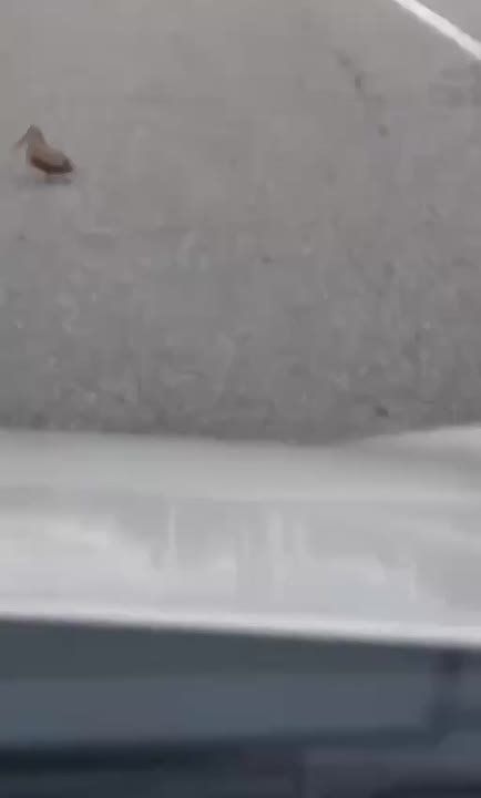 ������������� ��������� �������