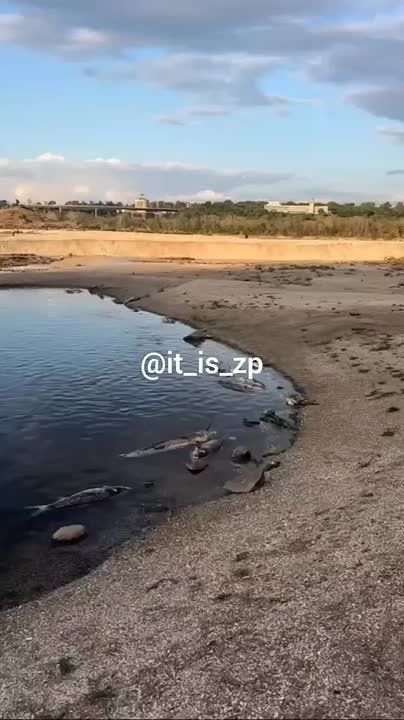 Дурной знак.... И снова видео с погибшим животными в запорожском Днепре. Здесь не только рыба, но и змеи, и птицы. Настоящий мор