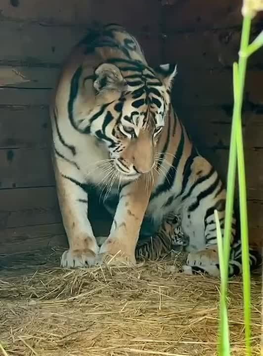 ��������� �� �������� �������