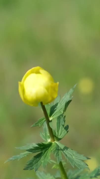 Ирина Гехт: Цветущая тундра - то, что покорило меня с первого взгляда