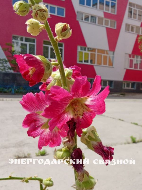 Доброе утро! За окошком солнышко светит, птицы поют