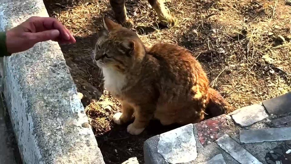 Максим Пухов: Маяки Русского мира - Чичерина, Аким Апачев, Сайга