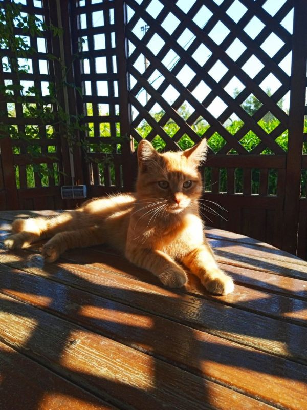 Пусть утро распустится дивным цветком, каждый лепесток которого подарит вам вдохновение, радость, веселье и восторг