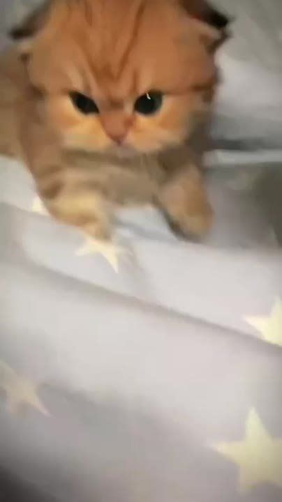 ������ ����� �� ������. ����� ������ �� ���, ���� ���, ��� ������������ �����