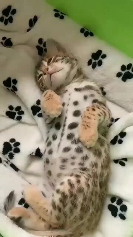 ����� ����, ����� �� ������