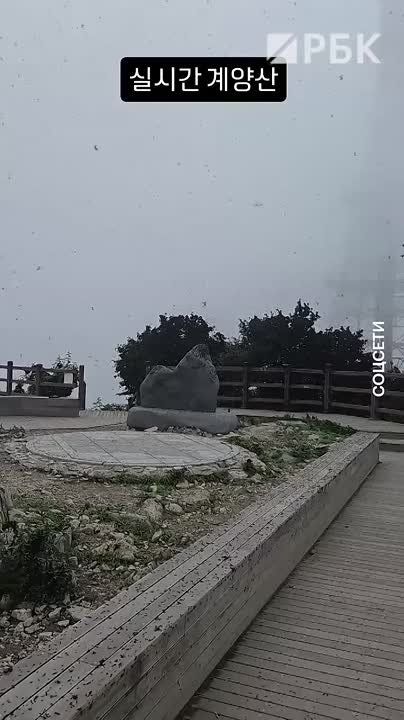 Вот это любовь!. Жители столицы Республики Корея массово жалуются на нашествие мух