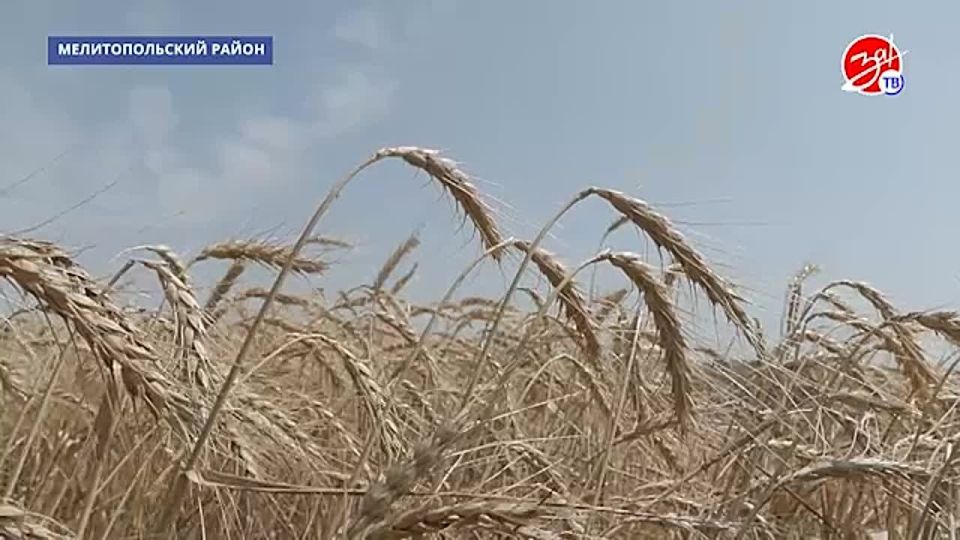 С какими трудностями сталкиваются сельхозпроизводители Запорожской области, и как они их преодолевают