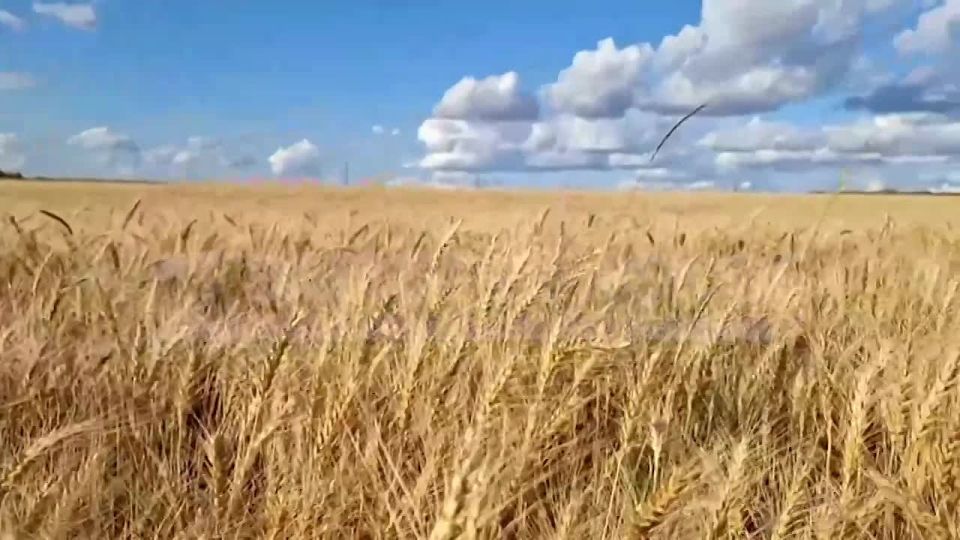 В Запорожской области полным ходом идёт уборка озимых зерновых культур