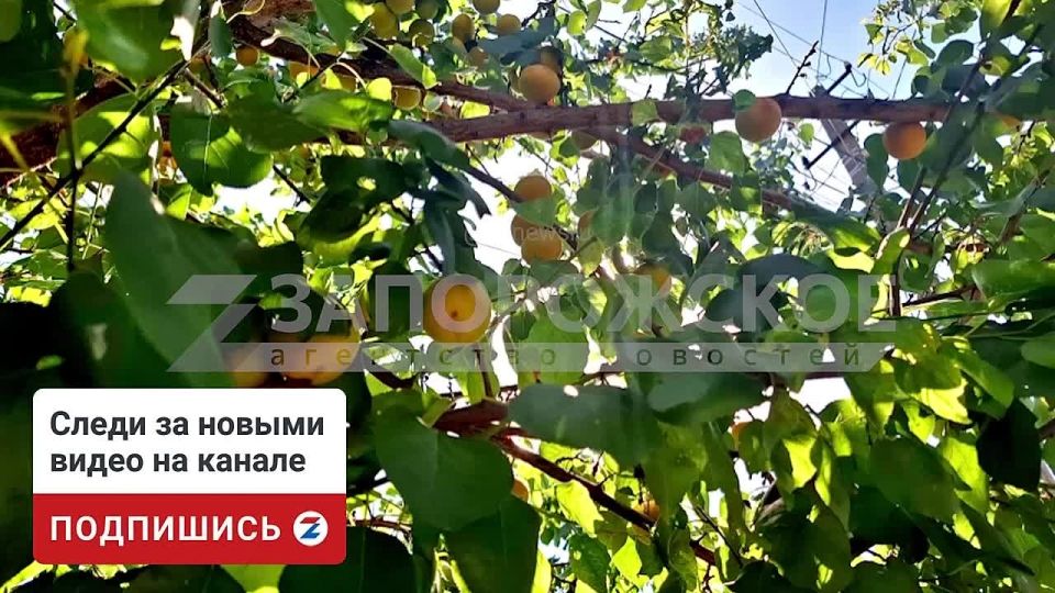 Долгожданное событие — в Мелитополе созревают первые абрикосы