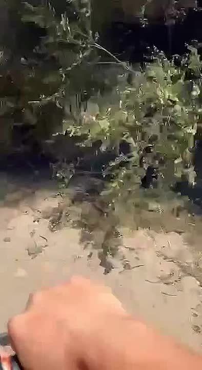 Мирные жители пострадали из-за массированного удара ВСУ по Тарасовке Запорожской области, сообщил губернатор региона Балицкий