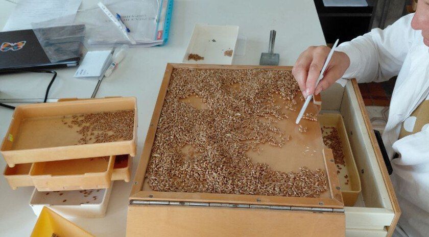 Приазовский филиал «Россельхозцентра» начал проверку зерна 2025 года