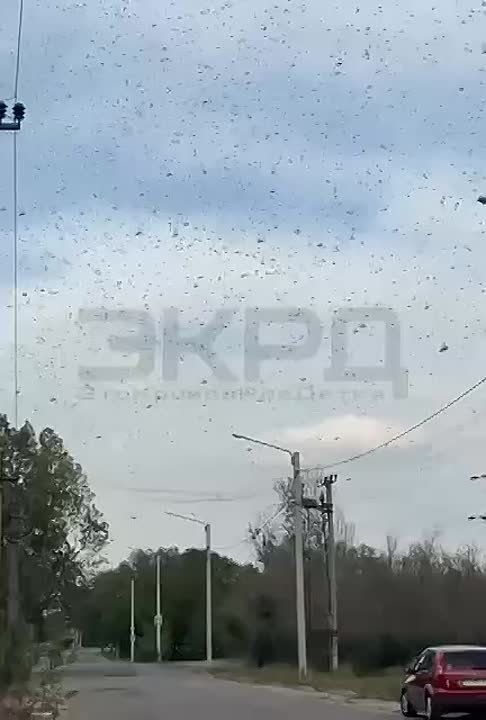 На Украине продолжается нашествие саранчи: вредители добрались до Днепропетровской области