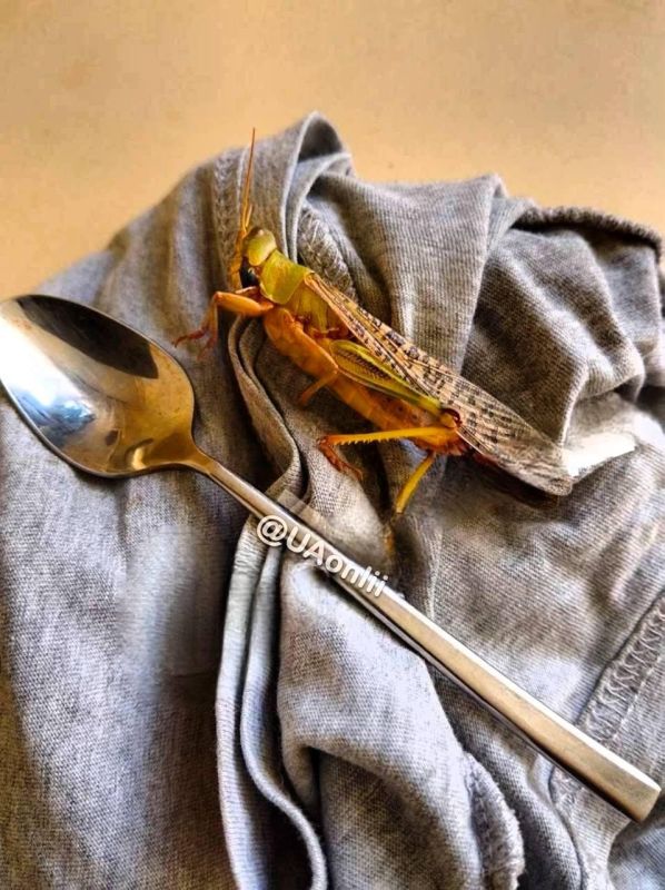 Саранча уже залезает в квартиры во временно оккупированном Запорожье