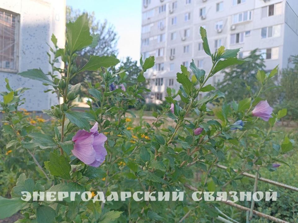 Вот утро разлилось, как молоко