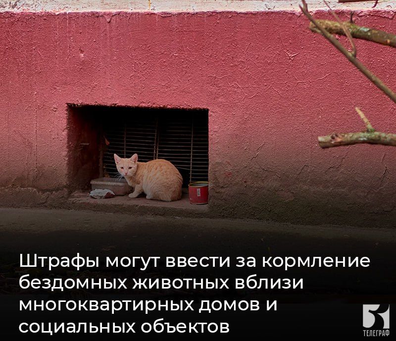 Штрафы могут ввести за кормление бездомных животных вблизи многоквартирных домов и социальных объектов