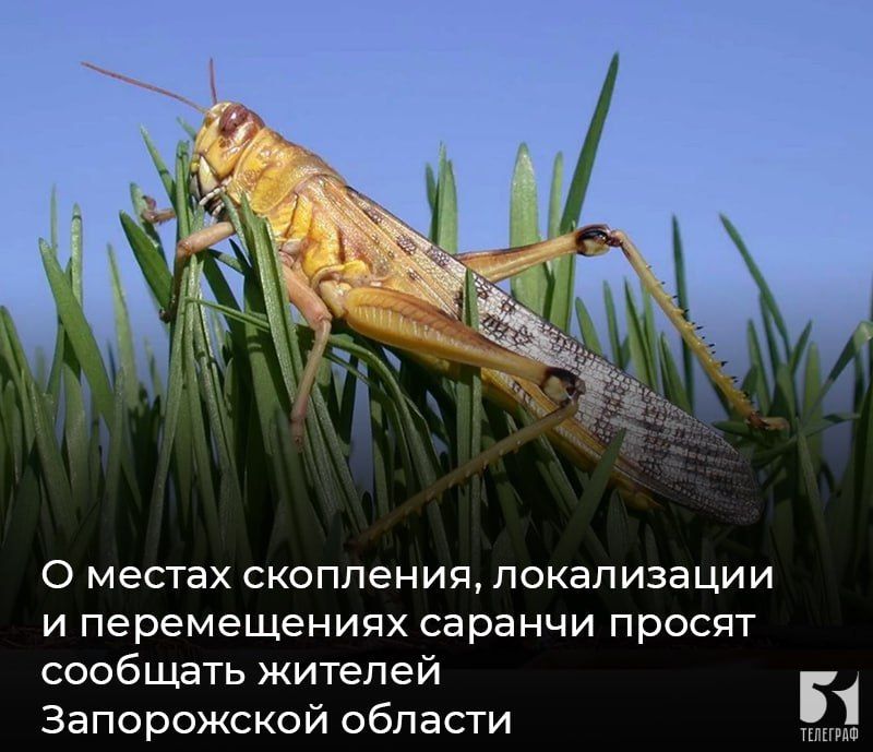 О местах скопления, локализации и перемещениях саранчи просят сообщать жителей Запорожской области