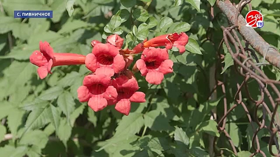 В село Пивничное приехала бригада специалистов для проведения профилактического осмотра местных жителей
