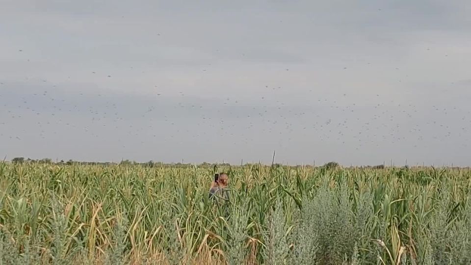 В Запорожской области зафиксирована чрезвычайная ситуация в агросекторе
