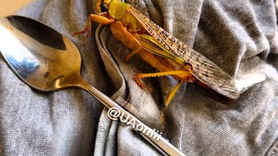 Саранча уже залезает в квартиры во временно оккупированном Запорожье