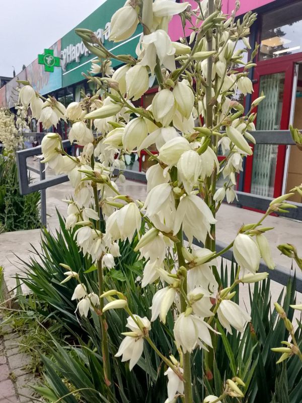 С добрым и радостным утром! Пусть начало этого дня станет для вас особенно удачным и принесло много радостных событий, хороших новостей, приятных сюрпризов, больших успехов