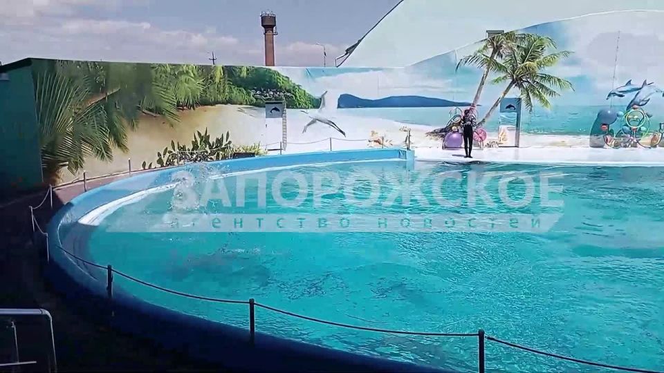 Захватывающее шоу устроили для отдыхающих в Кирилловском дельфинарии
