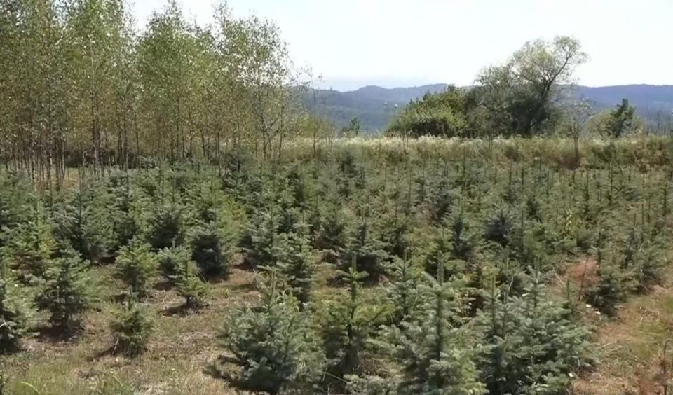 Саженцы для Черниговского района выращивают по особой технологии