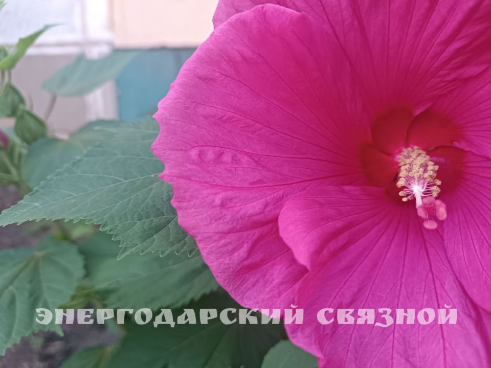 23 июля отмечается День дачника — праздник всех любителей огородов и загородного отдыха!