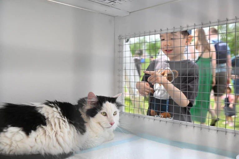 Фотобанк потерявшихся домашних животных может появиться на Госуслугах