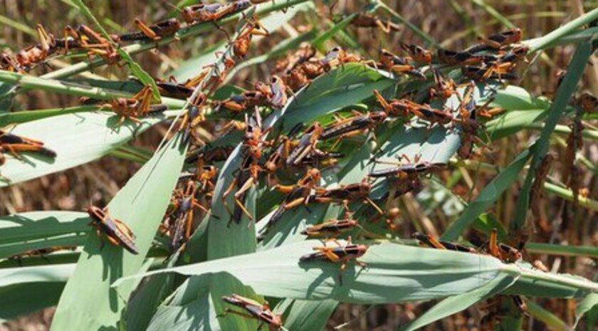 Эксперт: мигрирующая из Запорожья саранча опоздала — урожай собран