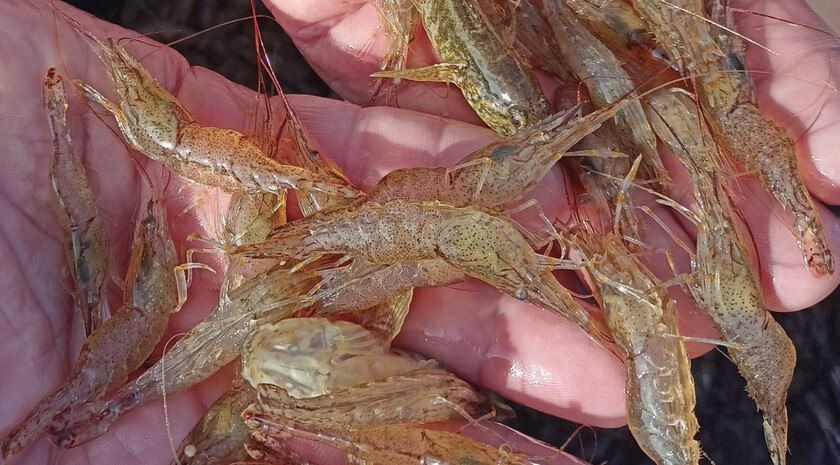 Ученые провели мониторинг промысловых беспозвоночных в Северном Приазовье