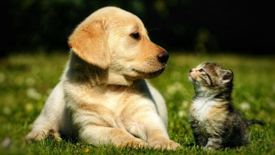 До мая 2026 года в России подготовят законопроект об обязательной регистрации домашних животных