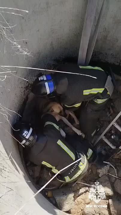 Собаку, упавшую в трехметровый колодец, спасли сотрудники МЧС России по Запорожской области