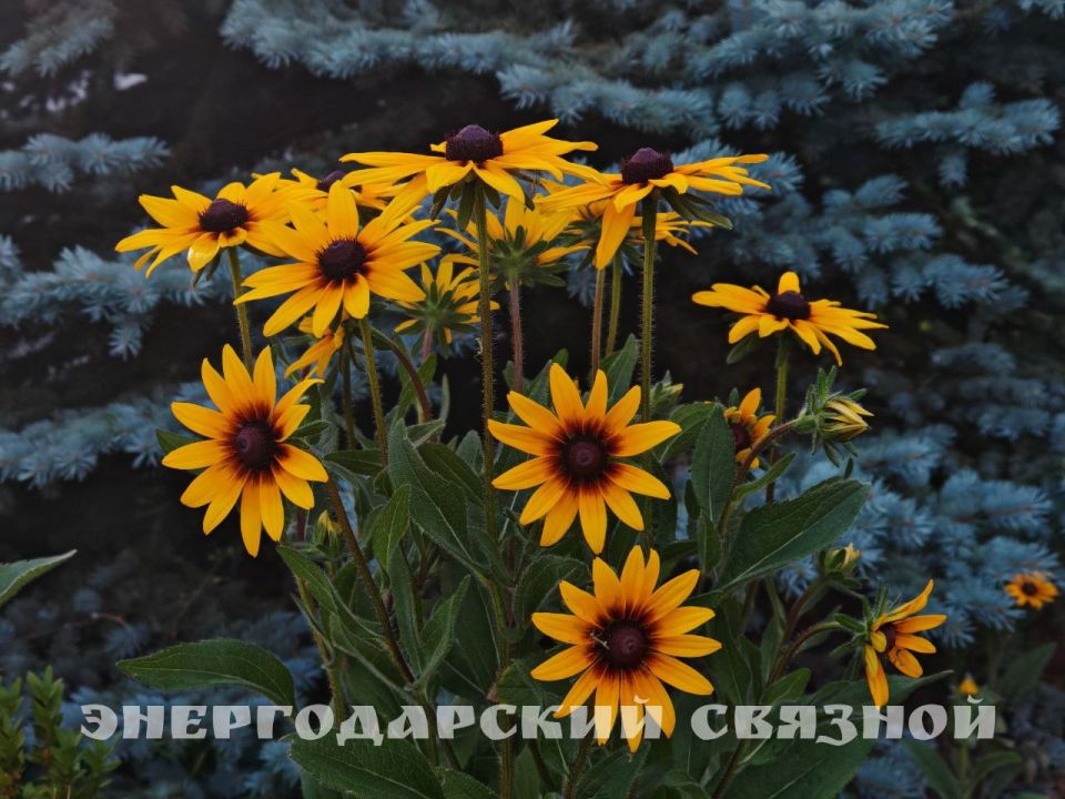 Знаете ли вы, что 25 июля отмечается День попадания нитки в иголку?