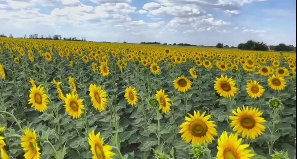 Доброе утро!. Представьте себе утро, когда первые лучи солнца касаются золотистых лепестков подсолнуха