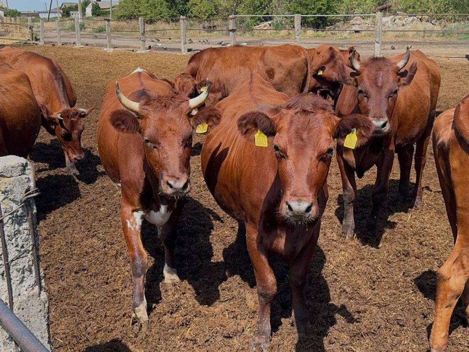 В Запорожской области возрождают племенное животноводство