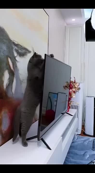 Начинаем пятницу с шебутных котиков, друзья! А у вас хвостатые наводили дома такие порядки?))