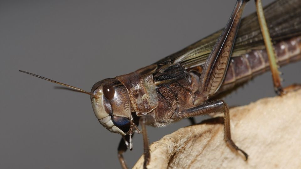 На Киев наступают: столица Незалежной оказалась под натиском саранчи