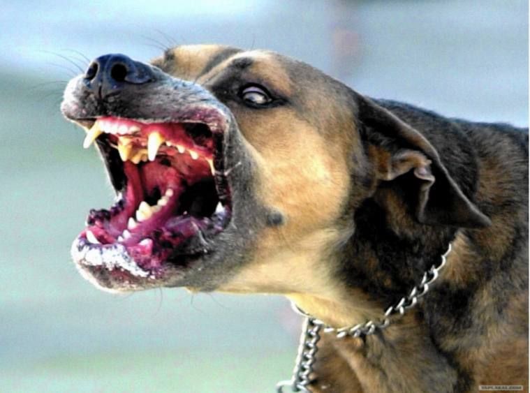 ВНИМАНИЮ НАСЕЛЕНИЯ ПРИМОРСКОГО МУНИЦИПАЛИТЕТА!