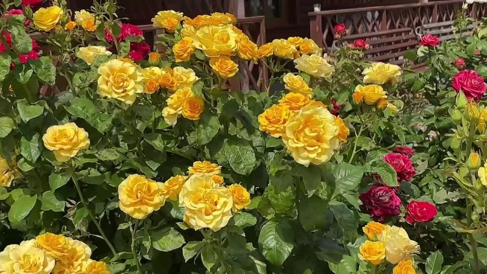 Глава администрации Черниговского муниципального округа, Илона Щипенко, лично посетила многодетные семьи в пгт Черниговка