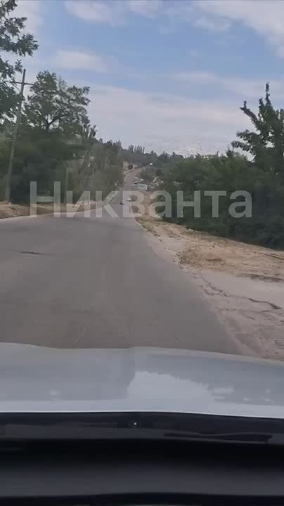 Целый рой саранчи замечен в Днепрорудном Запорожской области