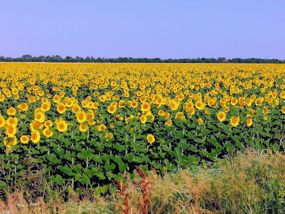 В Бердянском муниципальном округе начинается уборка льна