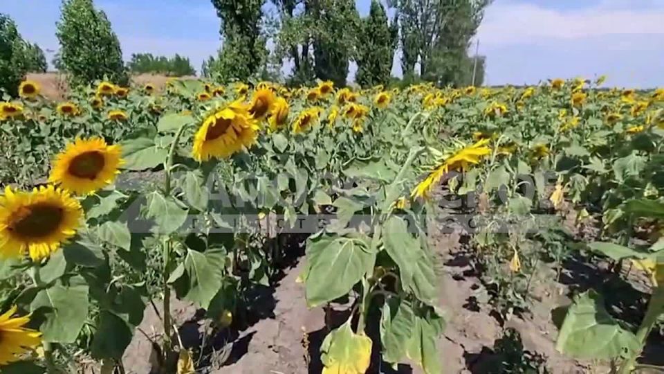 Поля подсолнухов в Запорожской области выглядят как с открытки!