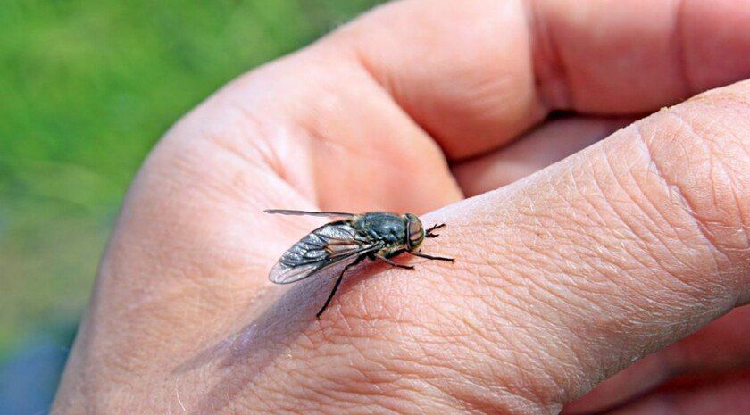 Кусачие сюрпризы лета. Эксперт пояснил, чем опасны укусы слепней и как их избежать