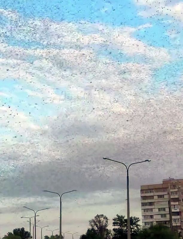 На Украине обвинили Россию в нашествии саранчи