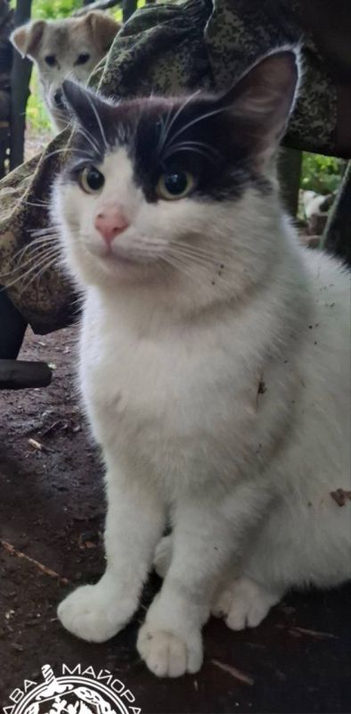 Два майора: Рубрика «Будни солдата»