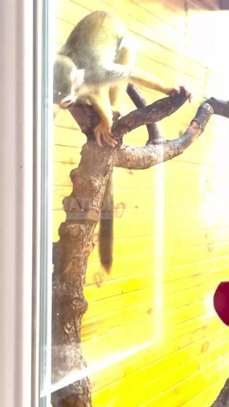 И хотя обезьянки не коренные жители Бердянска, в местном зоопарке мартышки чувствуют себя как дома